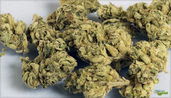Cannabis Royal Kush Riche en THC
